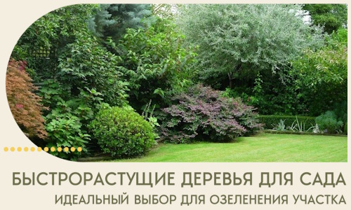 Быстрорастущие деревья для сада идеальный выбор в Казани