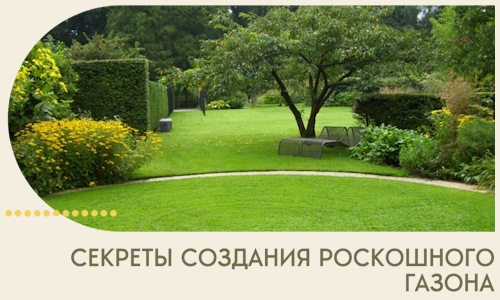 Секреты создания роскошного газона в Казани